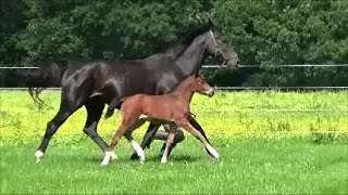 quotPremierequot 2017 filly by Evans Providence of the Night [upl. by Ahselrak]