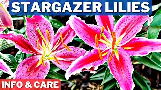 Stargazer Lilies Info and Care  How To Grow Stargazer Lilies  Stargazer Lily Bulb Planting [upl. by Enyamart]