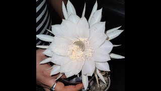 Beautiful Brahma Kamal flower 🌸 [upl. by Kimbell]