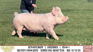 SETH KEPLINGER  CROSSBRED  EN 441  NSR Collectors Edition  Nov 20 2024 [upl. by Maggy740]