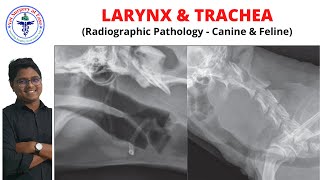 Larynx amp Trachea  Radiology  Lecture 09 [upl. by Down90]