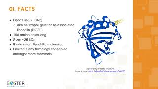 Learn LCN2NGAL in 3 minutes  Lipocalin2 [upl. by Cohette375]