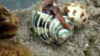 Hermit Crab Shell Change [upl. by Ahsenahs524]