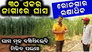 ୩୦ ଏକର ଜାଗାରେ ଘାସ ଚାଷ । How to start grass farming [upl. by Sidnak]