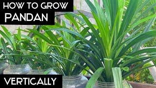 How to GROW Pandan Vertically  Growing Pandanus at Home from Cutting [upl. by Jarietta785]