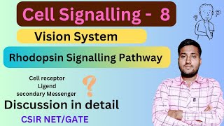 Rhodopsin Signalling Transduction Pathway  Rhodopsin GPCR Pathway  Rhodopsin Signalling Pathway [upl. by Anasus]