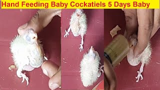 Hand Feeding Baby Cockatiels 5 Days Baby [upl. by Ademla]