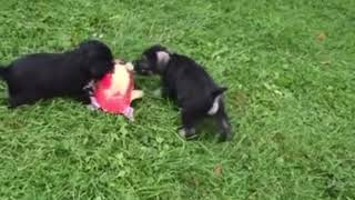 Schnauzer puppies playing puppylovers [upl. by Aoniak668]