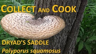 Collect and Cook Dryads Saddle  Polyporus squamosus  Pheasant Back mushroom [upl. by Ralyt66]