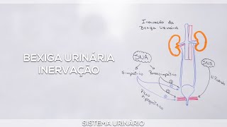 Bexiga urinária Inervação [upl. by Enamart]