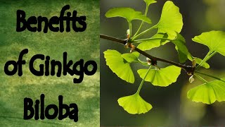 Benefits of Ginkgo Biloba [upl. by Llewsor]