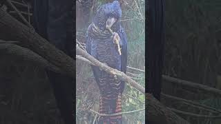 Redtailed black cockatoo eating zoo birds cockatoo parrot australianAnimals australianBirds [upl. by Amalie]