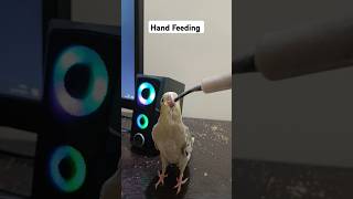 Hand Feeding cockatiel cockatielbirds cockatielbird petsparrotbudgies birdloversbirdwatching [upl. by Stanford]