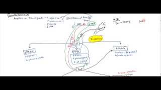 06 Growth Hormone and Insulin Like Growth Factor IGF  Gigantism and Acromegaly [upl. by Nyladnewg]