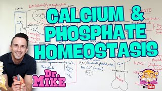 Calcium and Phosphate Homeostasis  Parathyroid amp Vitamin D [upl. by Belmonte]