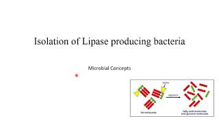 Isolation of lipase enzyme producing microbes with viva question MSc Microbiology practical series [upl. by Eelyr669]