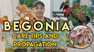 BEGONIA CARE TIPS AND PROPAGATION [upl. by Llerihs470]