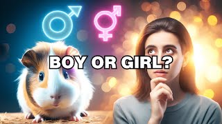 How to tell the gender of a guinea pig [upl. by Hogarth143]