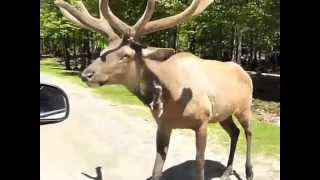 Friendly elk munching carrots at Omega Park in Montebello Quebec Canada [upl. by Dang]