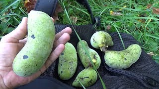 Hunting For WILD Pawpaw Fruit In Tennessee [upl. by Elga18]