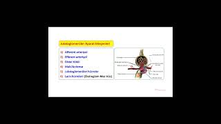 FÄ°ZYOLOGÄ°C ÃœRÄ°NER SÄ°STEM FÄ°ZYOLOJÄ°SÄ°  JUKSTAGLOMERÃœLER APARATININ BÄ°LEÅENLERÄ° [upl. by Rutger]