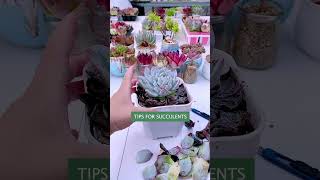 Useful tips for succulents 🪴 suculentas 다육이들 多肉植物 garden [upl. by Web]