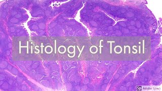 Histology of Tonsil [upl. by Llednor]