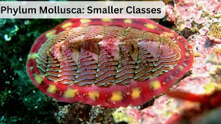 Mollusca Smaller Classes [upl. by Ferd]