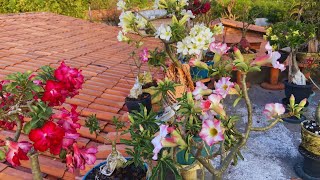 rosadodeserto  as plantas da laje já estão carregando de flores 😍jardim garden cultivodeplantas [upl. by Dunaville]