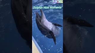 Dolphin Very Nice Moments shortsfeed dolphin youtubeshorts [upl. by Hajidahk]