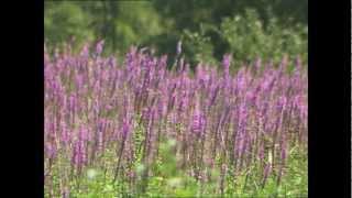 Invaders in Our Waters  Purple Loosestrife [upl. by Sharlene148]