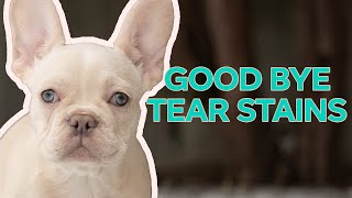 Get Rid of Tear Stains  FAST  French Bulldog [upl. by Wolfgang]