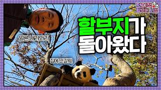 SUB 전지적 할부지 시점 ep198 quot할부지 이즈 백quot 폭포에 머리 감는 후이부터 야근하는 루이까지🐼 바오패밀리의 일상이 가득💕│ Panda World [upl. by Sorcha]