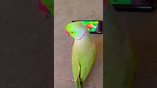 shorts main tota parrot mitthu birds funnyparrot parrotvideo mitthu funnyanimal [upl. by Barger]