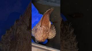 I Bought a Deadly Stonefish fish animal aquarium bassfishingproductions pet wildlife [upl. by Matheny]