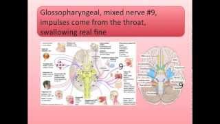 Cranial Nerves Song [upl. by Smoot417]