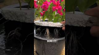 Tips on cuttings of bougainvillea flowers and plants bougainvillea cuttings [upl. by Julio846]