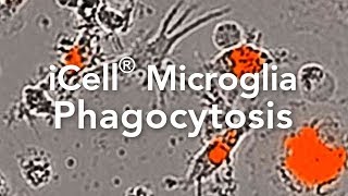 TimeLapse of iCell® Microglia and Phagocytosis of SA Bioparticles [upl. by Eadahs]