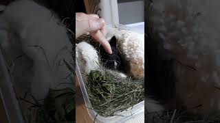 Clarkia Day 13 Having Breakfast rabbit bunny rescue foster [upl. by Norabel]