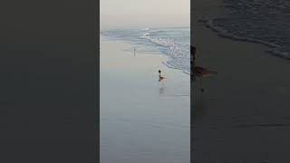 Sandpipers playing with the ocean [upl. by Letnwahs]