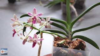 Vanda Orchid Hybrid Blooms amp Care  Holcovanstylis Ping Pong Neofinetia Falcata [upl. by Edahs945]