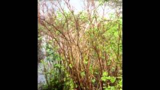 IVMs Japanese Knotweed Rapid Growth Video 6 [upl. by Fanny]