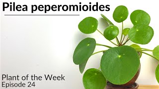 How To Care For Pilea peperomioides  Plant Of The Week Ep 24 [upl. by Law18]