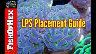 Beginner Guide To LPS Placement In A Reef Tank [upl. by Sorilda999]