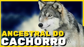 Curiosidades sobre o lobo cinzento que você provavelmente não conhece [upl. by Nosnarb]