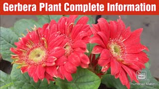 Gerbera Plant Care Tips  Gerbera soil fertilizer sunlight watering requirement amp propagation [upl. by Levitt706]