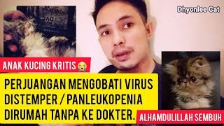 CARA MENGOBATI VIRUS PANLEUKOPENIA KUCING  DISTEMPER KUCING  Pengobatan panleukopenia dirumah [upl. by Aroc363]