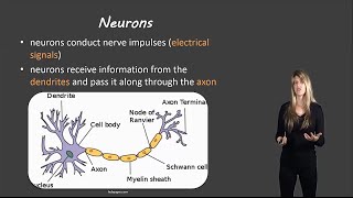 Nervous system [upl. by Cirdet]