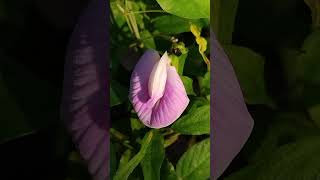 Wild flower shortvideo nature wildflowers flowers wildphotography [upl. by Siesser]