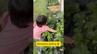 May kaagaw na si Ace 😅 strawberry picking 🍓 [upl. by Farra615]